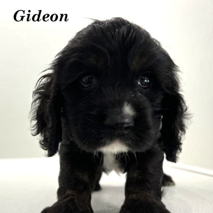 puppy, for, sale, Cocker Spaniel, Joe & Cherri  Overlease, dog, breeder, Miller, MO, dog-breeder, puppy-for-sale, forsale, nearby, find, puppyfind, locator, puppylocator, aca